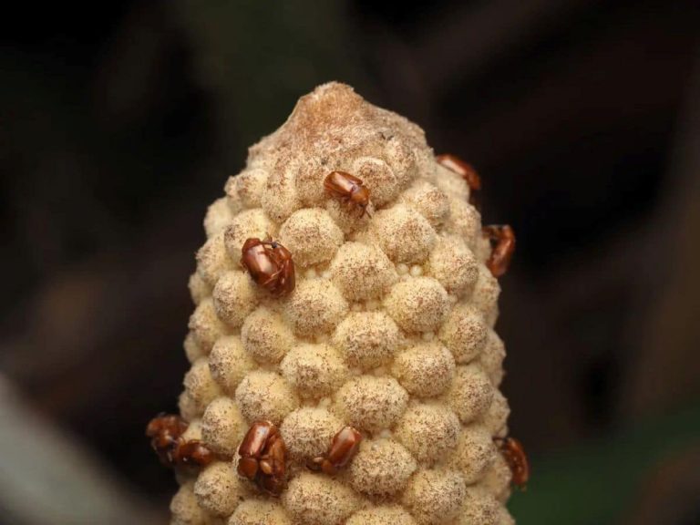 “Discover How Some Plants Use Heat to Attract Pollinators—The Ancient Strategy Behind Nature’s Pollination!”