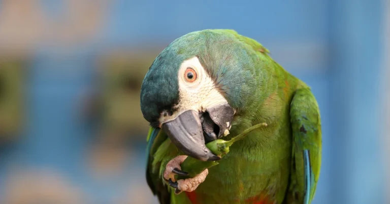 New Study Reveals: Birds Can Actually Taste Spice!