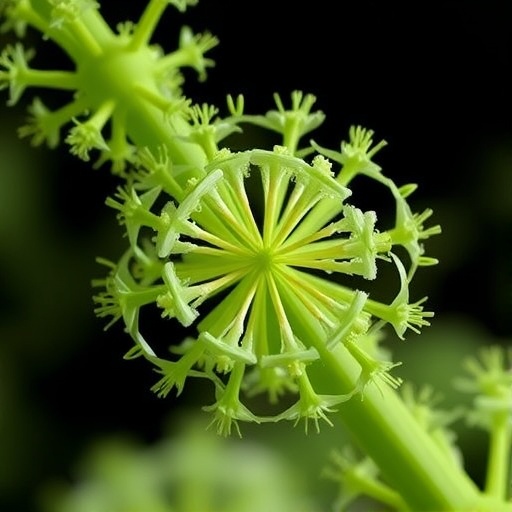 “Exploring the Chloroplast Genome of Ecklonia maxima: A Comparative Analysis”