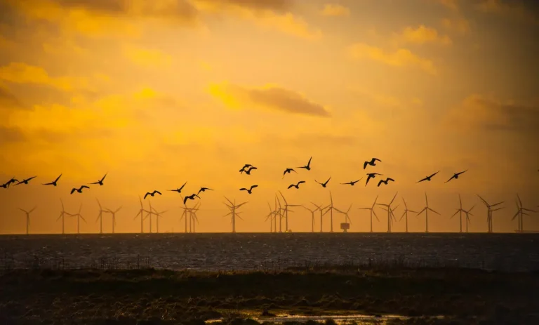 “Marine Recovery Fund: Enhancing Nature and Advancing Offshore Wind Development”