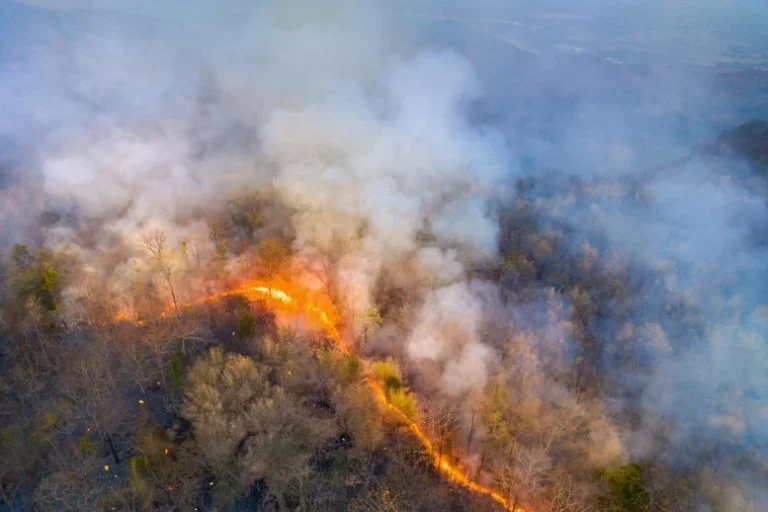 “New Study Reveals Wildfire Smoke Could Be More Harmful Than Previously Understood”