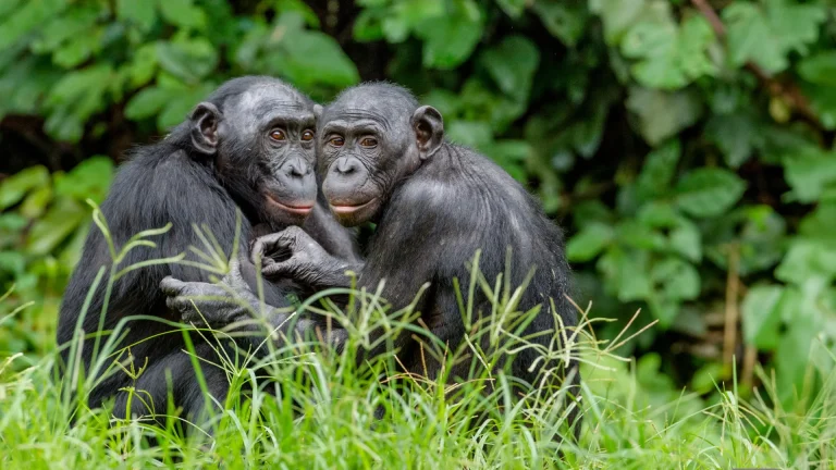 “How Male Bonobos Use Subtle Signals to Enhance Mating Success”