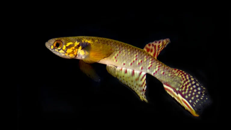 “Rediscovered After 20 Years: ‘Extinct’ Fish Found in Remote Bolivian Pond”