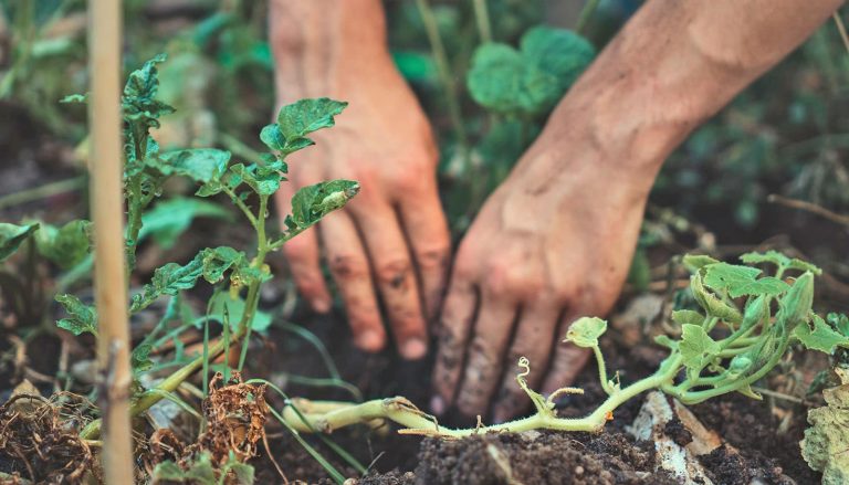 “New Soil Findings May Improve Climate Change Predictions”