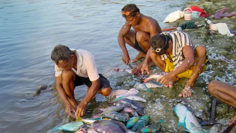“Reviving Coral Reefs: A Sustainable Solution to Nourish Millions”