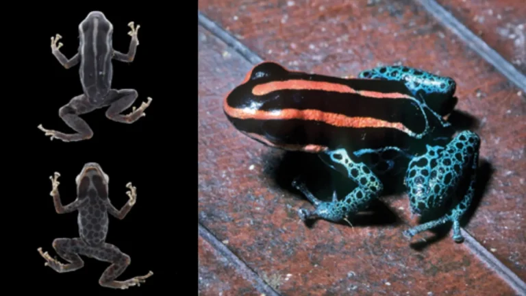 “Discover the Fascinating Poison Frog That Baffled Scientists for Years!”