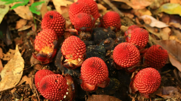 “Discover How Plants Thrive in Darkness and Reproduce Asexually: Key Insights from Recent Research”